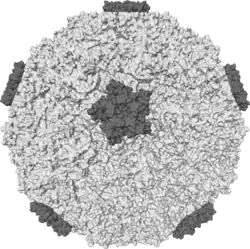 Diagram of the human rhinovirus capsid