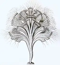 Rhipidodendron sp. (Cercozoa: Spongomonadea)