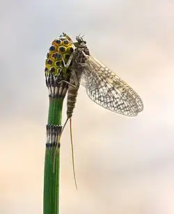 A side profile of a mayfly