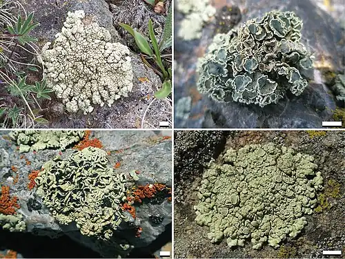 Four rock-dwelling lichens showing varied growth forms from compact crusts to lobed structures
