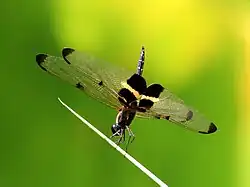 Male adopting an obelisk posture