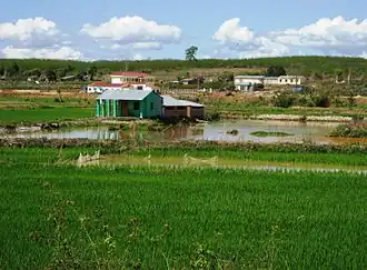 A wet rice field in Thanh Chương.