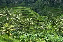 Image 98Rice terraces in Bali (from Tourism in Indonesia)