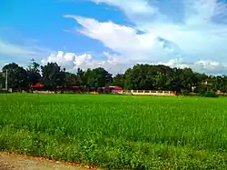 Rice Field in San Jose, San Luis