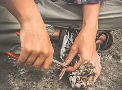 Ringing a black-headed gull nestling