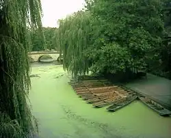 The River Cam as it flows past the back of Trinity, Trinity Bridge is visible and the punt house is to the right of the moored punts.