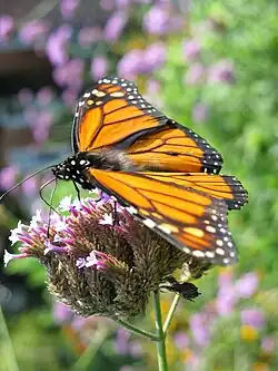 Butterfly on a flower in a garden area.