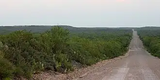 Road through Tamaulipan thornscrub, Webb County, Texas, USA (10 June 2016)