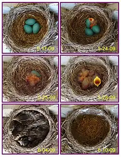 Sequence of dated images showing the progress from eggs to fledging in three weeks