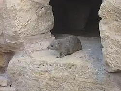 Rock hyrax