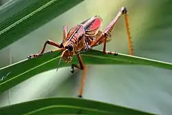 R. microptera, Fort Myers, Florida