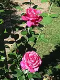 'Perfume Delight' hybrid tea rose with misplaced white-color petal mutations