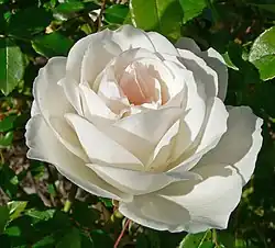 Rosa Iceberg ("World-favorite Rose", 1983) from W. Kordes' Söhne
