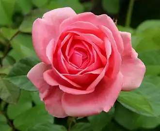 'Johann Strauss', (1994)