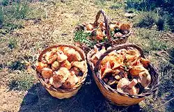 Rovellons or Pinatells, a tasty wild mushroom