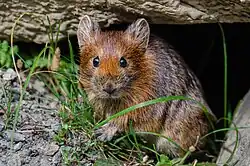 Brown pika