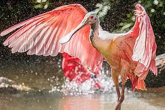 At GaiaZoo, Netherlands