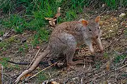 Brown rat-kangaroo