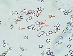 Spores