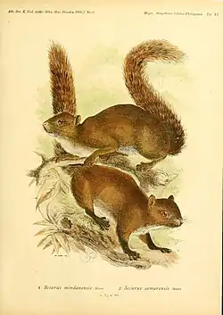 Drawing of brown squirrels