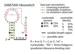 SAM-SAH riboswitch: Secondary structure for the riboswitch marked up by sequence conservation.