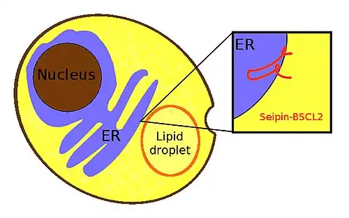Seipin. Subcellular location