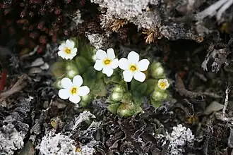 Small flowering plant