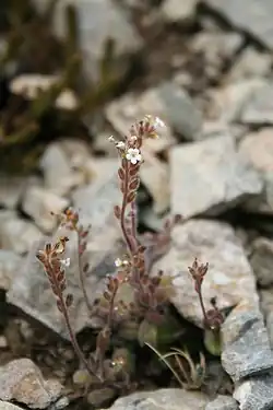 White-flowered plant