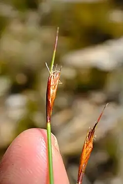Flowering heads