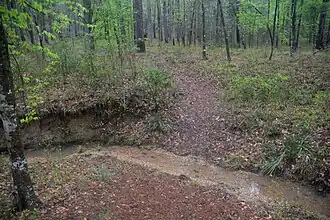 A creek crossing on the Trail Between the Lakes, Sabine National Forest.