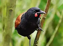 South Island saddleback Philesturnus carunculatus