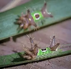 Saddleback Caterpillar Moth - Hodges#4700 (Acharia stimulea)