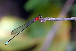 Platysticta deccanensis