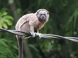 Photo of brown and gray monkey
