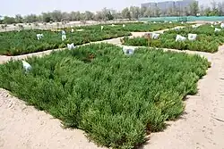 Salicornia research plots at ICBA.