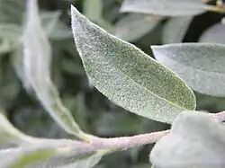 Upper surface of leaf