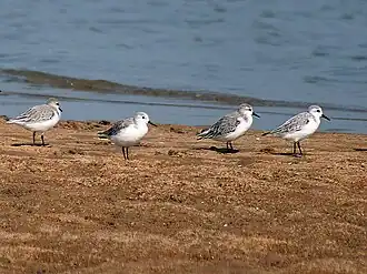 Sanderling, Calidris alba