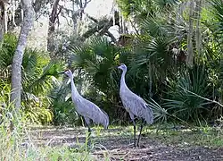 two tall cranes stand in the middle of a path under oak trees in front of palmettos