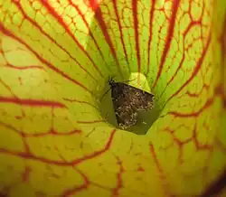 Glossy Black Idia (Idia lubricalis) moth trapped by Sarracenia purpurea