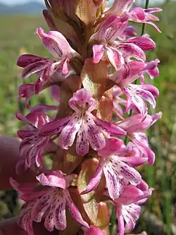Detail of inflorescence