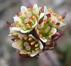 Flower of Saxifraga nivalis showing basifixed anthers