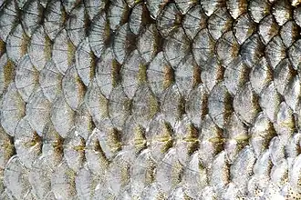 Tilings: overlapping scales of common roach, Rutilus rutilus
