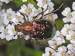 Gnorimus nobilis var. cuprifulgens