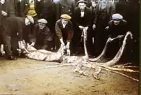 #107 (14/1/1933), Photograph taken by William James Clarke, after whom the specimen was described as Architeuthis clarkei, from a plate hand coloured by him (see also wider view from magic lantern slide of same)