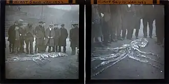 #107 (14/1/1933), Further photographs showing a crowd gathering around the beached carcass (see also wider views of left frame and right frame)