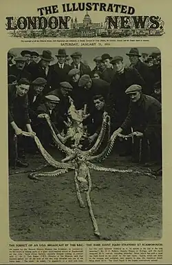 #107 (14/1/1933), The specimen was featured on the cover of The Illustrated London News on 21 January 1933, a week after its discovery