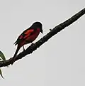 Male at Jayanti in Buxa Tiger Reserve in Jalpaiguri district of West Bengal, India.