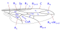 Diagram of wing veins in Pseudatrichia or Metatrichia