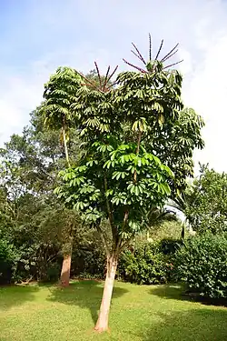 Tree in Kampala, Uganda