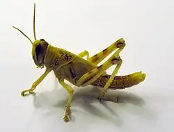 A locust, Schistocerca gregaria, both head and 'tail' up